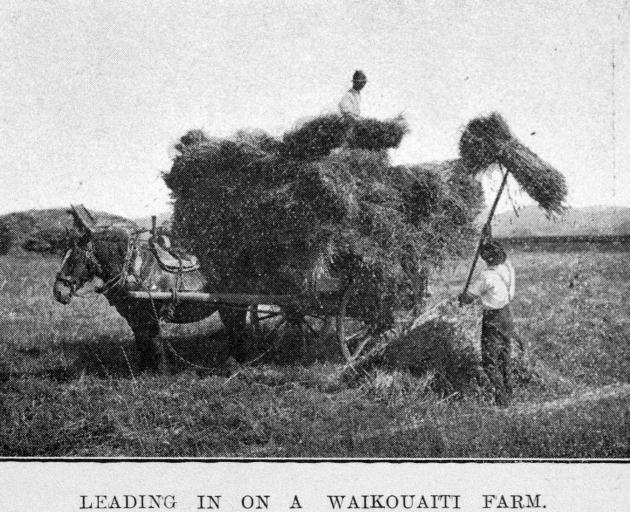 Loading dry stooks of grain on a Waikouaiti farm. — Otago Witness, 8.11.1921 COPIES OF PICTURE...