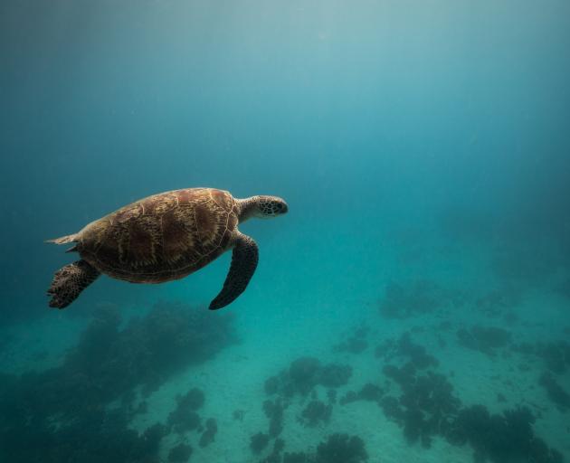 With greenhouse gas concentrations at their highest levels ever seen and temperatures warming at...
