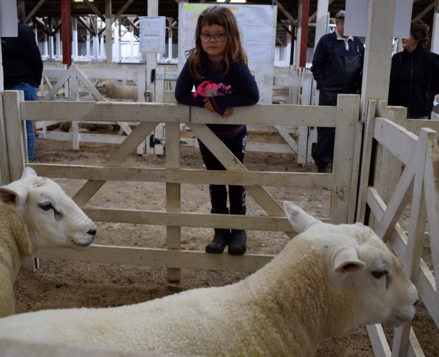 Hannah Busby (7), of Myross Bush, admires her family’s rams at a Southern Texel Breeders’ Club...