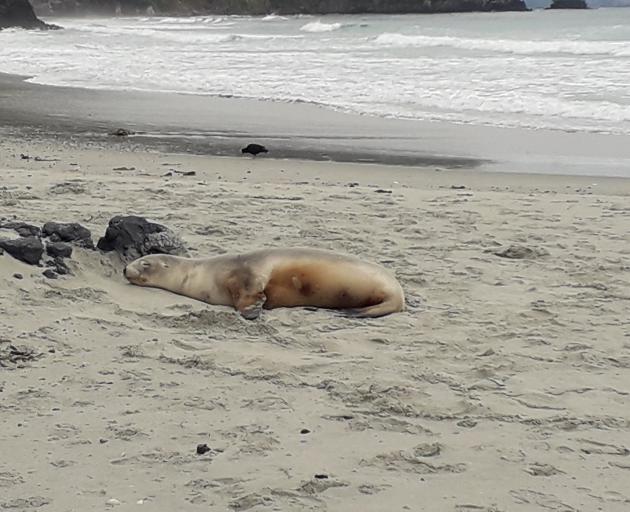 A female sea lion rests beside Keyhole Rock at Aramoana Beach. PHOTO: BRADLEY CURNOW