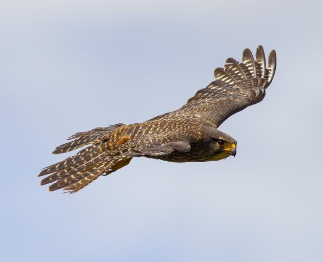 A karearea in the skies above Cardrona Valley. A nesting pair in Lawrence is swooping on walkers....