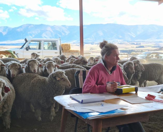 Kate Taylor helps with the recording involved with Wairua Merino stud.