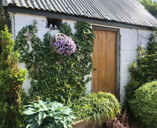 Built by the first owner, the shed is clothed with ivy, clematis and a potted Bacopa.