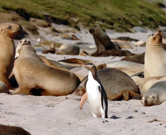 A yellow-eyed penguin passes New Zealand sea lions on the beach at Sandy Bay on Enderby Island....