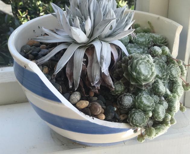 When a favourite bowl broke, it became a succulent planter.