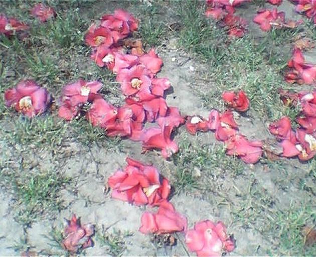 Ochi tsubaki is the specific Japanese term for fallen camellia flowers, which have frequently...