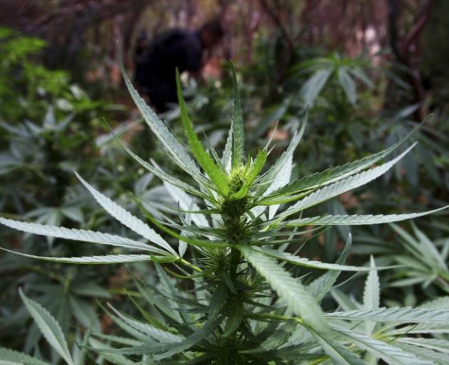 cannabis_file_reuters_jpg_515a754622.jpg