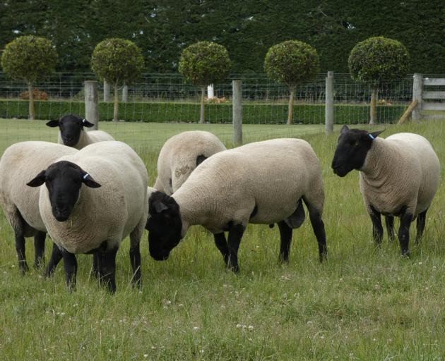 Norman Carr’s Suffolk stud rams on show in the front paddock during his on-farm ram sale in...