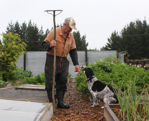 Dave Valli provides fresh produce for the Longwood Loop from his Ōtautau vegetable garden. Photo:...