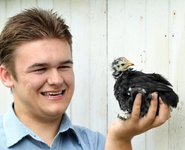 Caring for a 6-week-old rooster is Jaydean Washington (16), who told a Dunedin City Council...