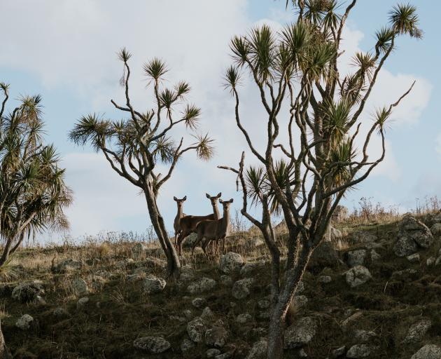 The Burnett family’s deer are raised at the foot of Kauru Hill, inland from Oamaru.