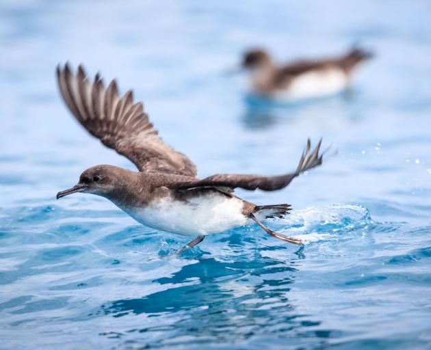 Hutton's shearwater. Photo: Destination Kaikōura