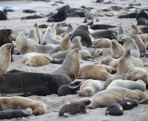 From 350 to 450 New Zealand sea lion pups are born at Enderby Island each year. PHOTO: SARAH MICHAEL