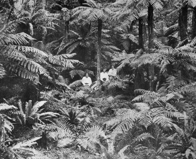 A fern tree grove in the Catlins district. - Otago Witness, 27.12.1921