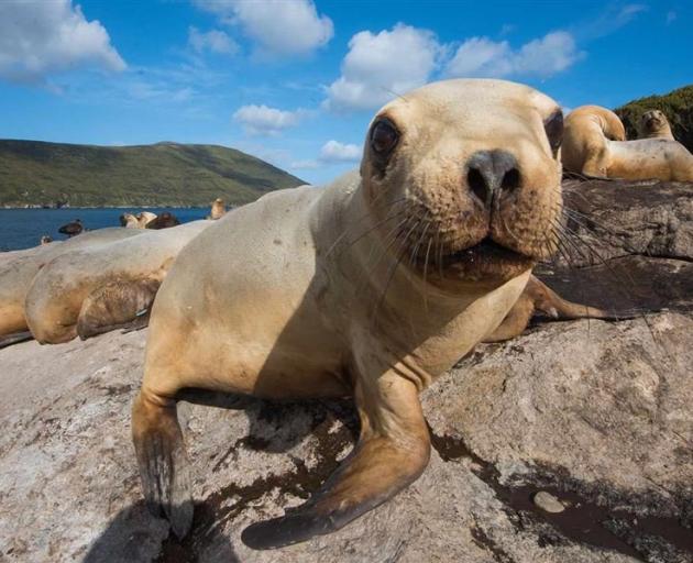 A five-year plan started in 2017 aims to stabilise and grow the New Zealand sea lion population....