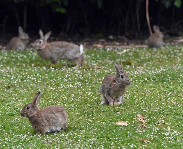 Rabbits congregate in Moeraki in 2017. PHOTO: ALLIED PRESS FILES