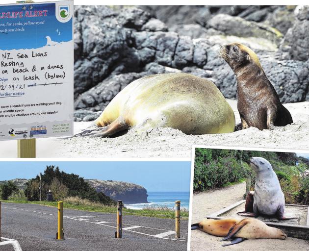(Clockwise from top left) an alert sign warns visitors to Smaills Beach about the presence of sea...