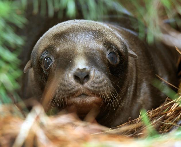 The pup of Hope the sea lion keeps a watchful eye on the camera. PHOTOS: STEPHEN JAQUIERY