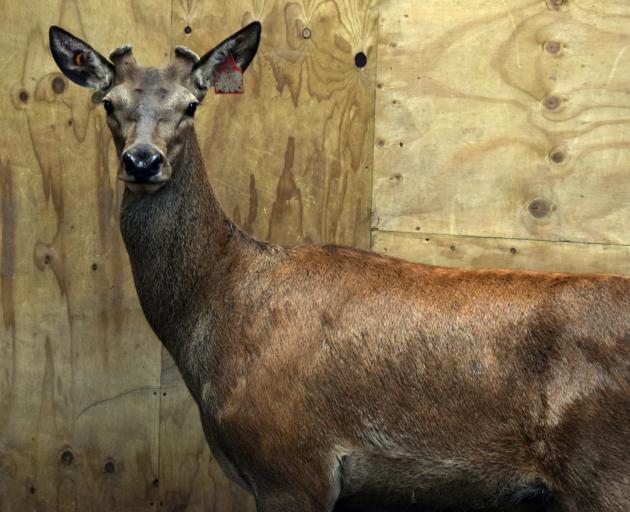Deer 19-179 fetched the highest price of $5000 at the Fairlight Station 12th annual 2-year-old...