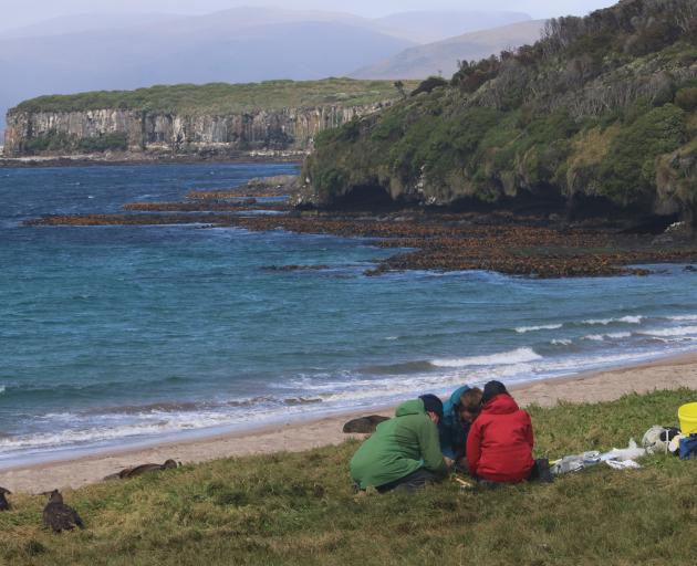 Research on Enderby Island has shown ivermectin could significantly reduce New Zealand sea lion...