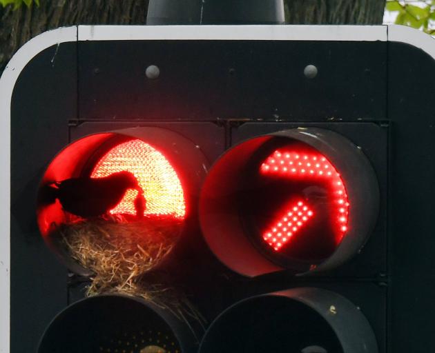 The Ministry of Health's advice to the Government over when to enter the traffic light system has...