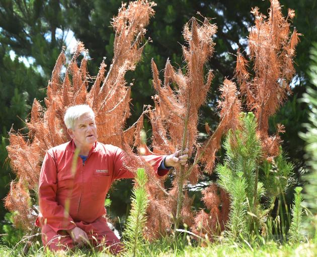Kneeling beside a cluster of trees killed by his herd of deer is Christmas tree farmer John Munro...
