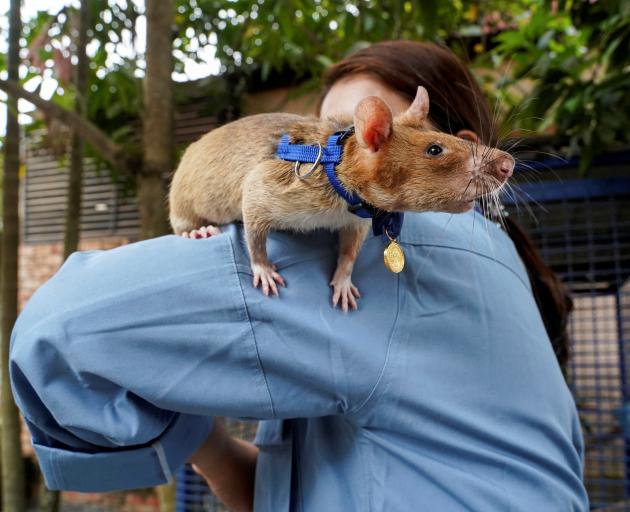 Magawa, who died over the weekend, was the most successful "HeroRAT". Photo: Reuters 