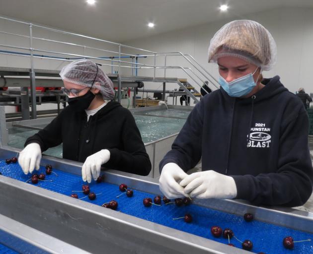 Staff members Caitlin Gordon (left) and Jack Sinnamon inspect cherries bound for export, at the 3...