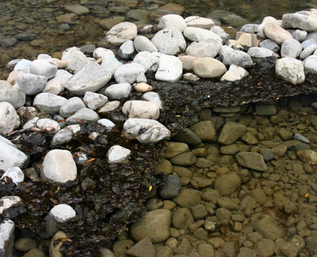 Benthic cyanobacteria. Photo: Supplied