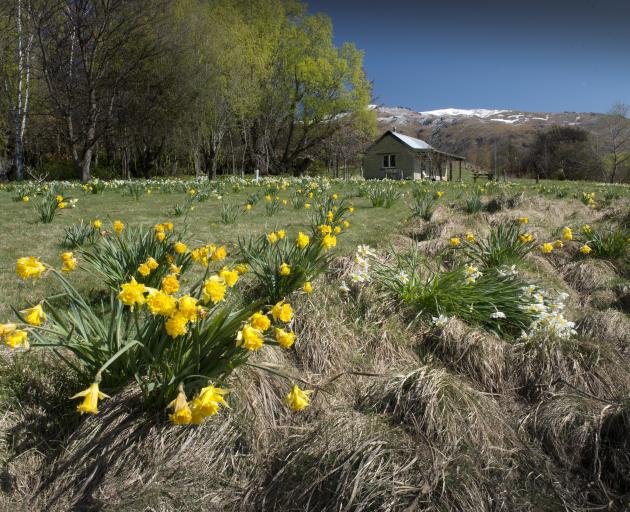 Daffodils bloom in front of a stone cottage in Cambrians. PHOTO: GERARD O'BRIEN
