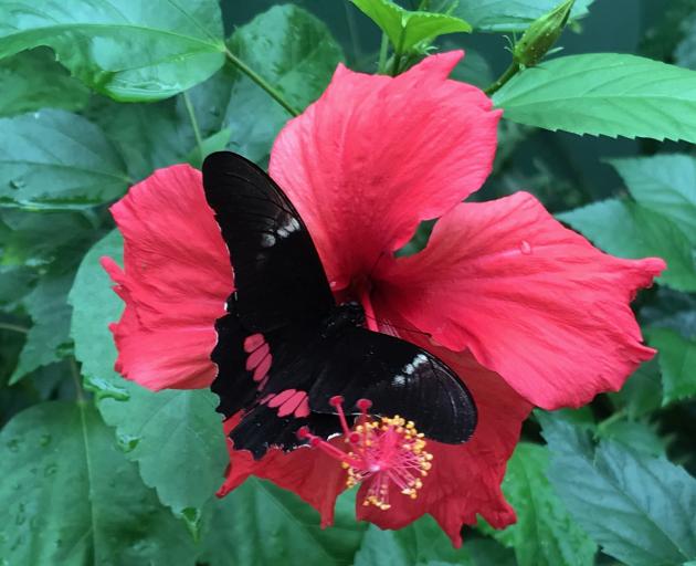 A ruby spotted swallowtail samples a hibiscus flower.