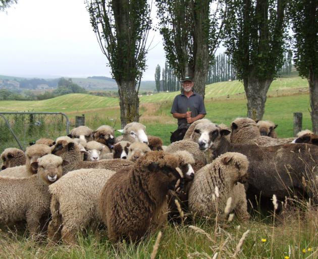 Waimate teacher and black and coloured sheep breeder Stuart Albrey at home on his farm. PHOTO:...