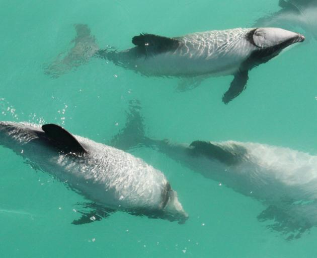 The endangered Hectors dolphin. Photo: File