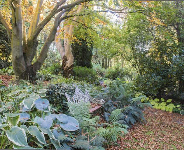 An array of hostas and ferns grow under the gnarly trunks of an English copper beech (left) and...