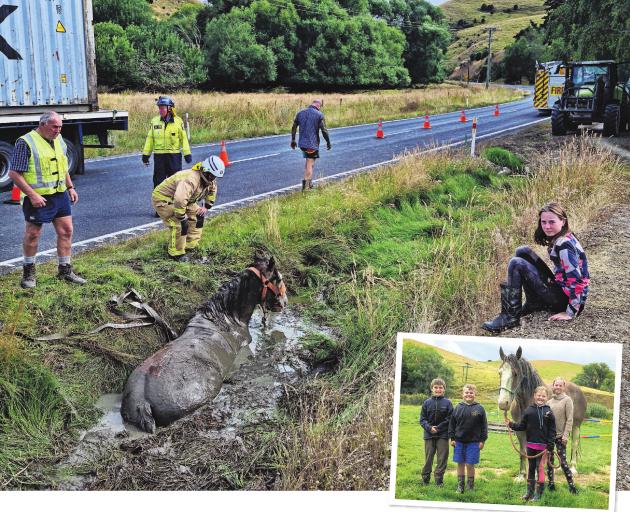Clydesdale Danny flounders in a muddy ditch while Chloe Miller (12) looks on as the rescue takes...