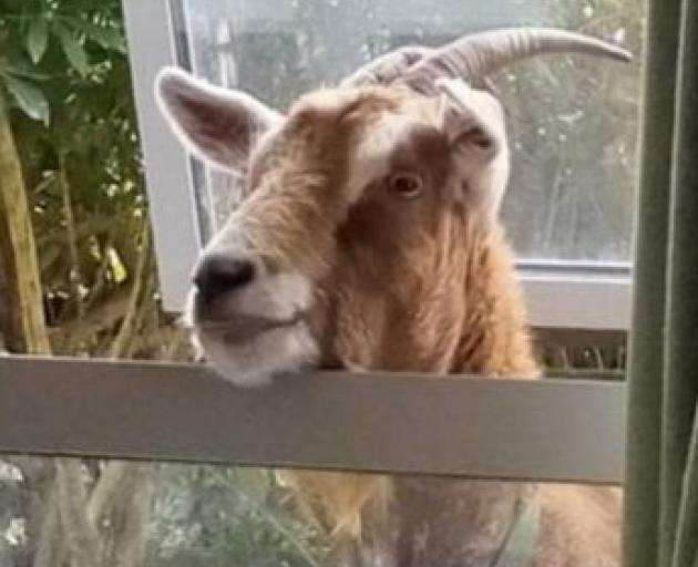 Cleo the goat went missing on Boxing Day. PHOTO: SUPPLIED