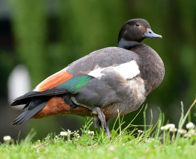 A male adult paradise duck. PHOTO: STEPHEN JAQUIERY
