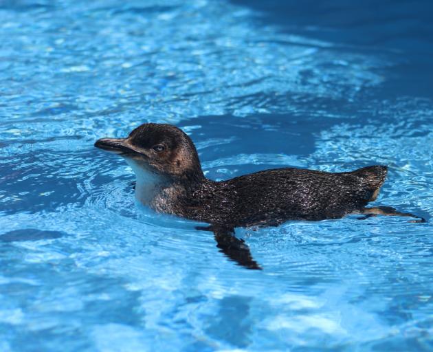 Little blue penguin ‘‘Dani’’ makes herself at home at the Oamaru Blue Penguin Colony’s...