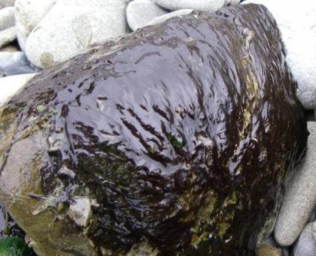 Potentially toxic algae phormidium has been found in the Waianakarua River. PHOTO: SUPPLIED/ORC