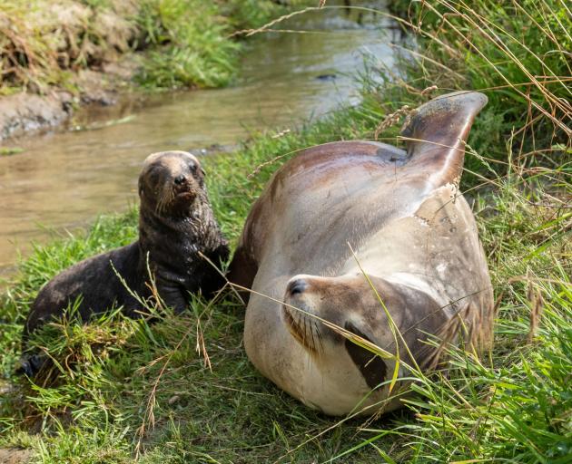 Basking at an undisclosed Dunedin location is 5-year-old Mika and her very first pup, about 2...