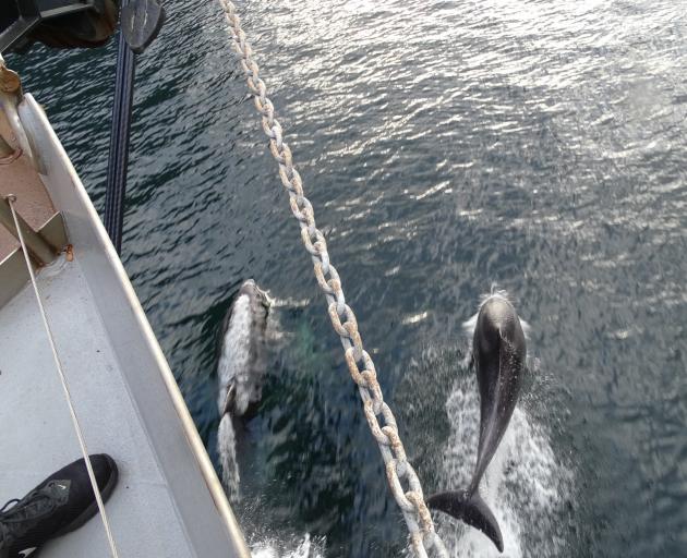 Bottlenose Dolphins surf the bow wake of the boat, while a bob of seals go about their day....
