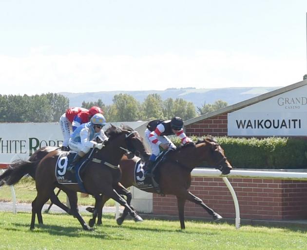 Kylie Williams gets her 800th win, with Savezar (9), ahead of Firoden (5), in the Waikouaiti Cup...