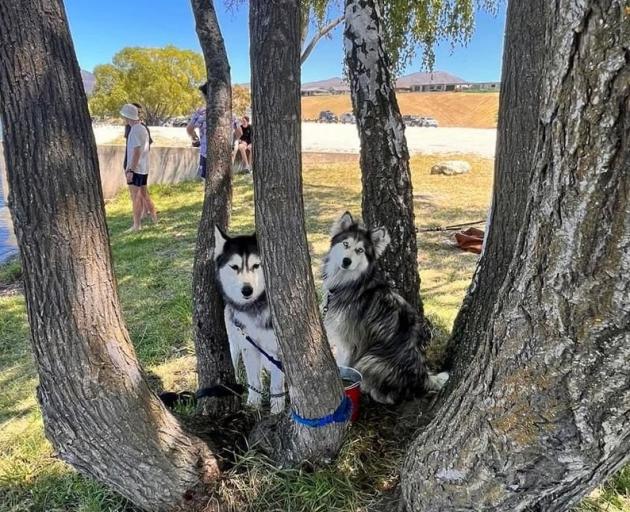 Huskies Sky and Luca went missing near Progress Valley on Tuesday. PHOTO: SUPPLIED