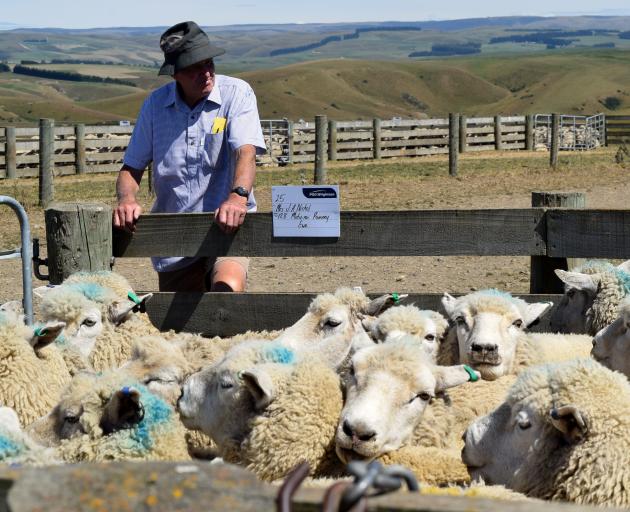 Jeff Roberts, of Mosgiel, inspects a flock of ewes at the Abbotsford Station sale.