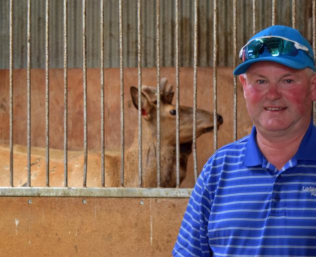 Littlebourne Farm owner Geoff Pullar at his 33rd annual wapiti sire sale in Winton.