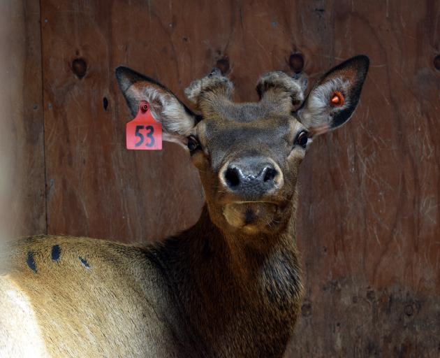 New Zealand wapiti bull Red 53 fetched the highest price of $6000 at Littlebourne Farm’s 33rd...