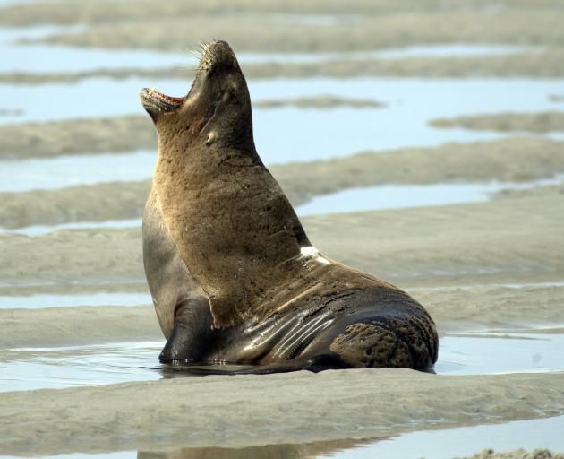 A large male New Zealand sea lion yawns from his paddling pool at Taieri Mouth this week. Human...