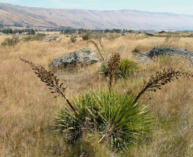 Thorny native spaniard (Aciphylla) is a typical plant in the lake reserve.
