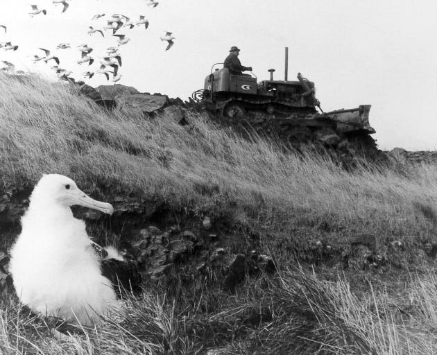 A bulldozer works on the colony at Taiaroa Head with a chick in the foreground of an undated...