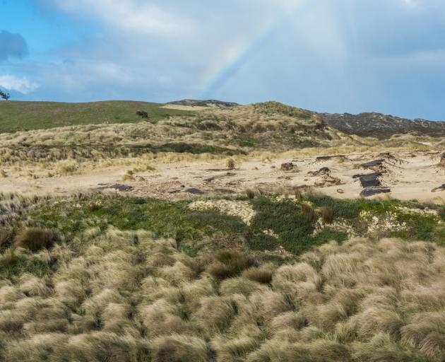 Tussocks and sand dunes on Rekohu, Chatham Island. PHOTO: SUPPLIED